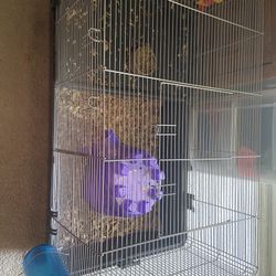 Cage And The Ginni Pig 