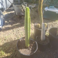 San Pedro Cactus Plant