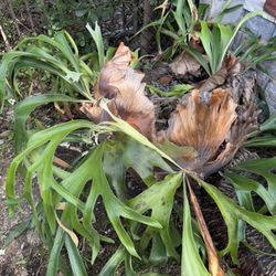 Vintage Staghorn  Fern Plant