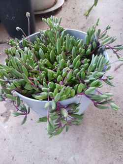 Cactus/Succulent SEE OTHER OFFERS