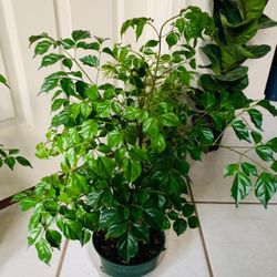  Gorgeous China Doll Plant 👉6”NURSERY POT $22 Each(Height 23”)