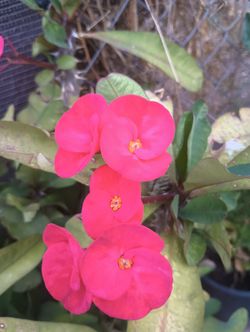 Corona De Cristo Flor Grande