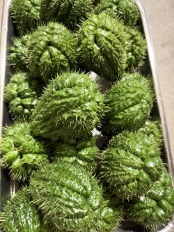 Chayote Organic Melons  (See Description- Give pick up date)