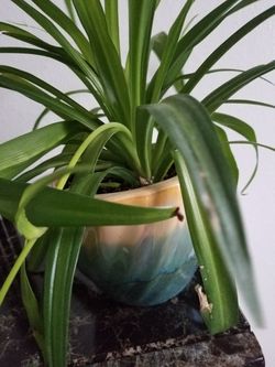 Chlorophytum is a flower of time