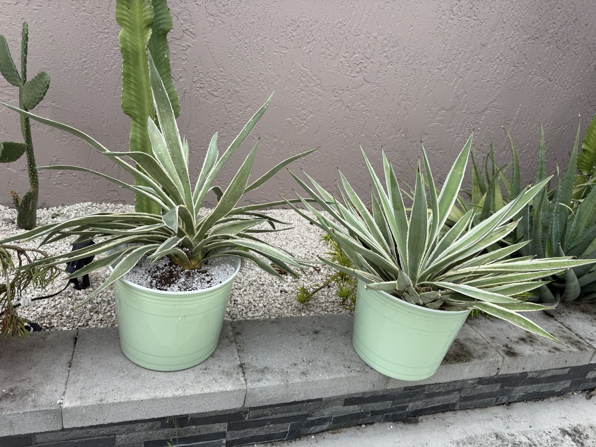5 Gal Caribbean Agave