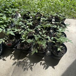 Herbs/fruits