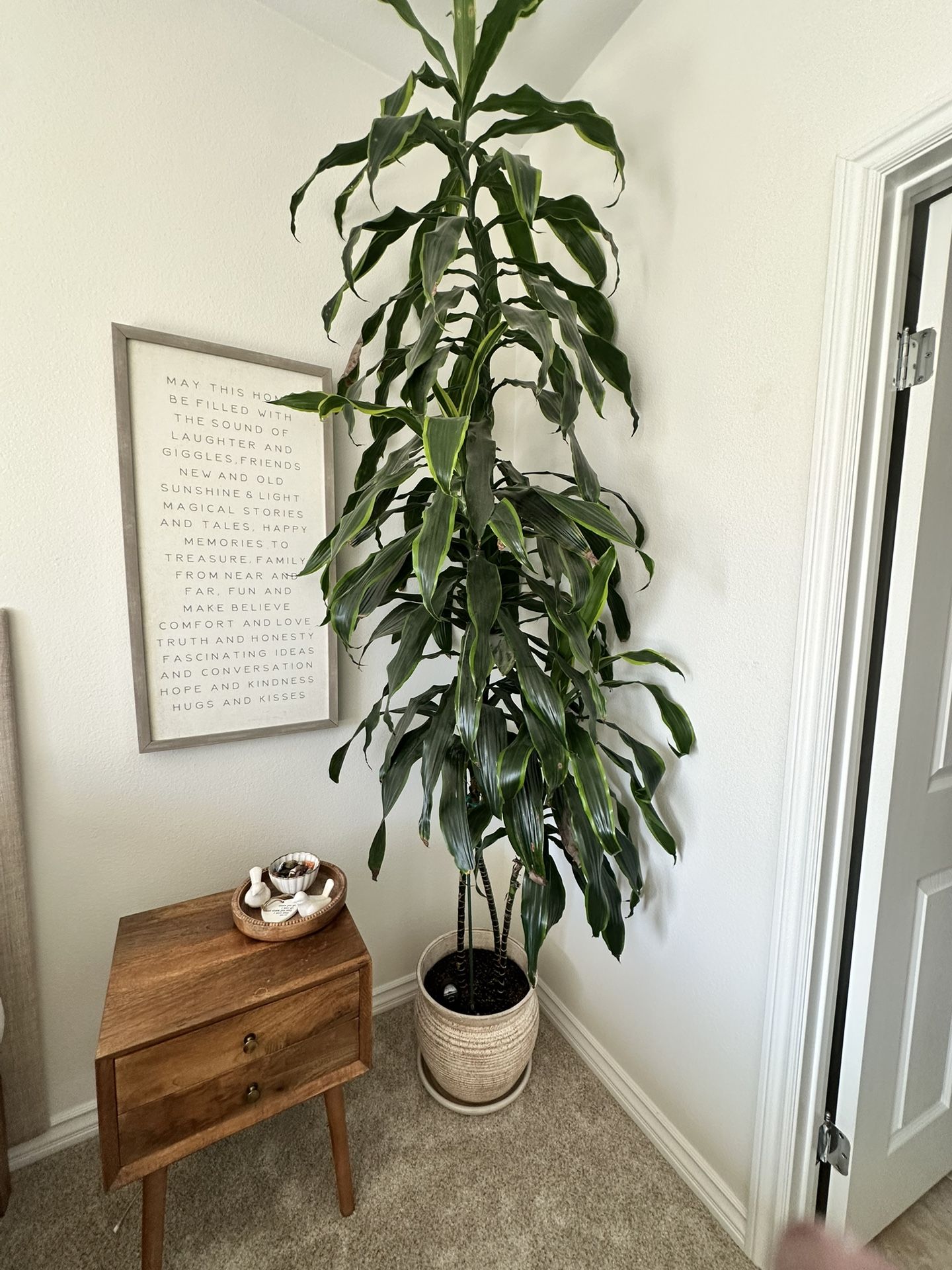 indoor Corn Plant 9’