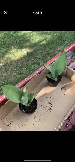 Moonshine Snake Plant!! $12 Each!!