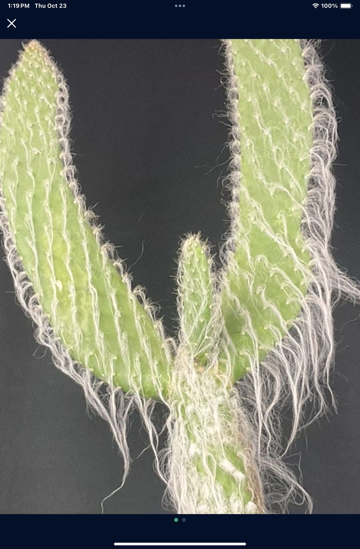 Opuntia Cacti Hairy Man And Tools