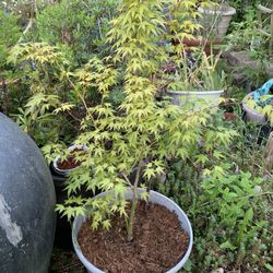 Maple Tree