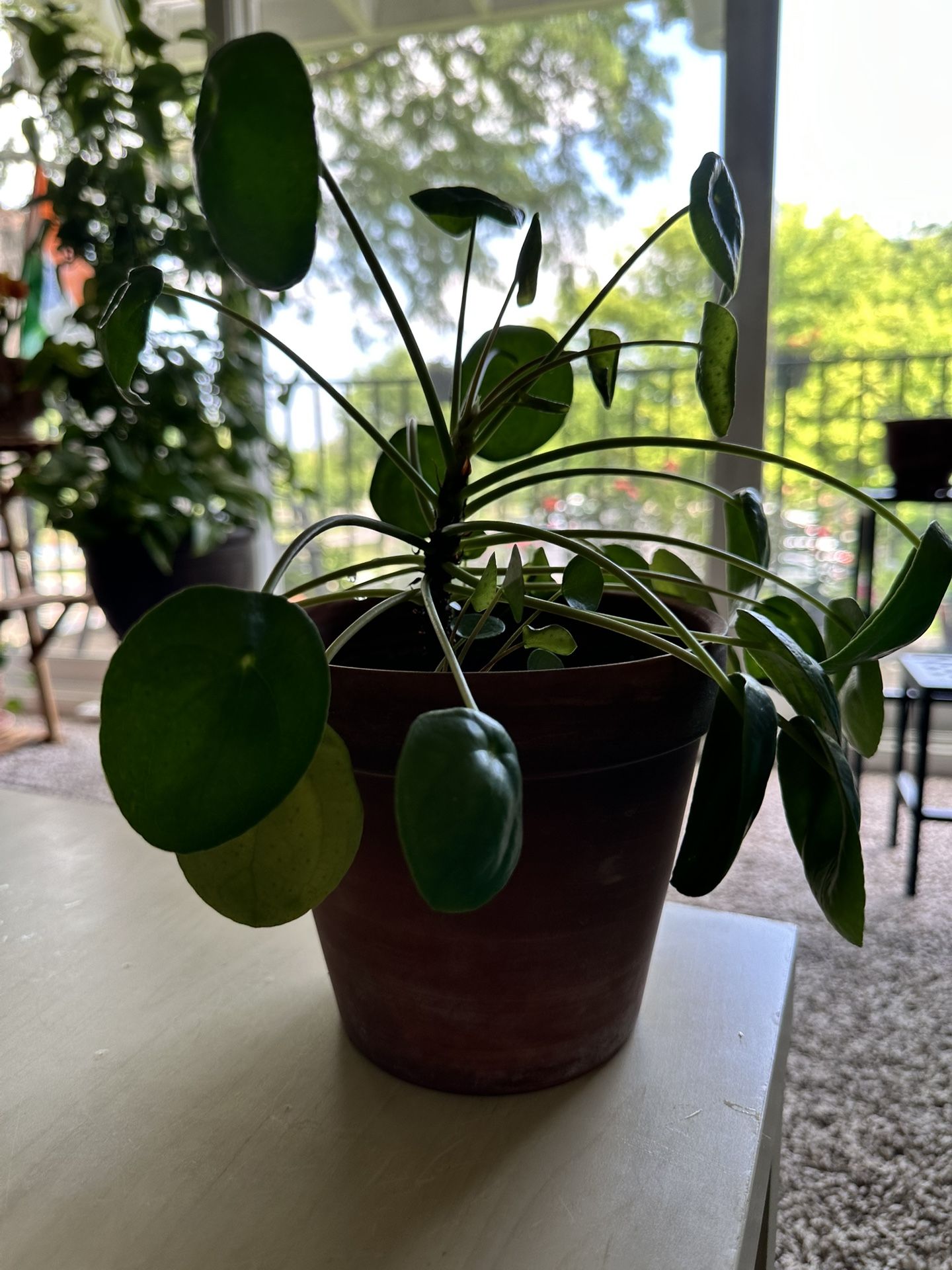 Chinese Money Plant Pilea peperomioides
