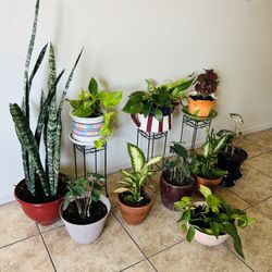 Plants For Sake 30 Each 