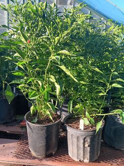 Chiltepin pepper