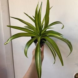 Spider Plant Read Description⤵️ I’m Not Replying Back To Hi Is This Still Available 🙄