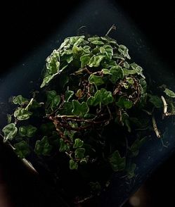 Ficus Pumila ‘Quercifolia’ Creeping Frog Cuttings(Unrooted)