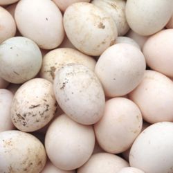 Fresh Duck Egg