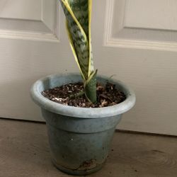 “ Snake Plant”