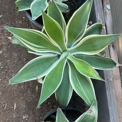 Agave Ray Of Light