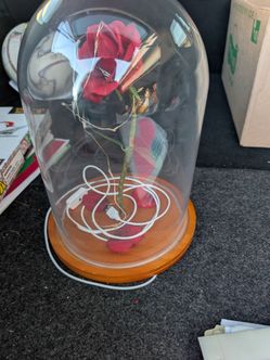 Enchanted Rose