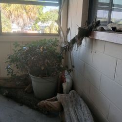 Reptile Aquarium Natural Driftwood 