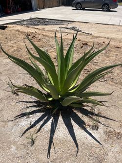 FREE Agave Plant