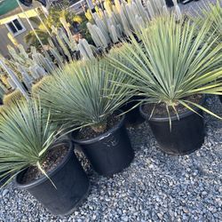 Yuca Rostrata In 15 Gallon Tubs $150 Each 