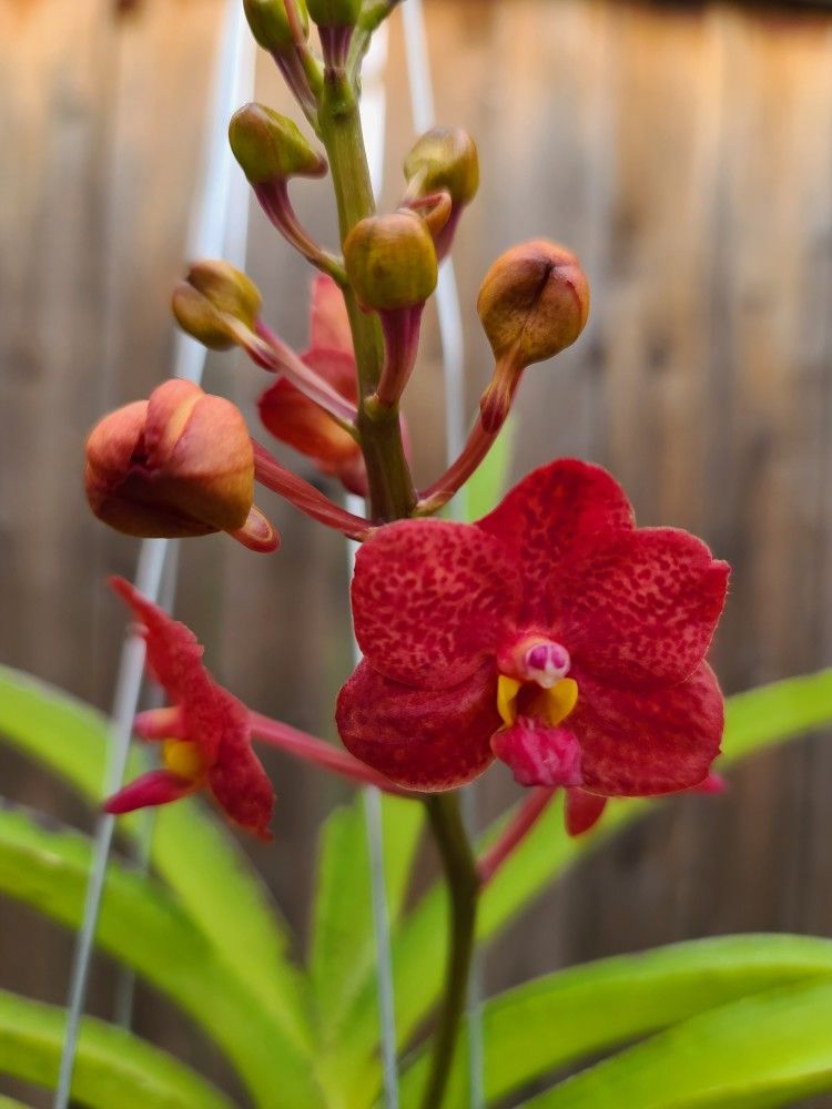 Vanda Plant