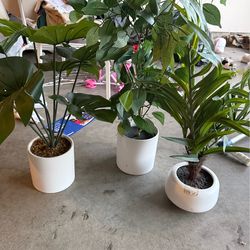Plants