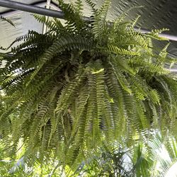Boston ferns in 10” hanging baskets. SPECIAL PRICE 🤩