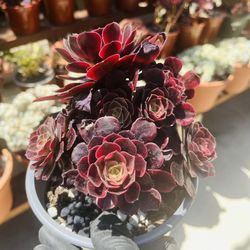 Aeonium Medusa Imported