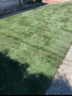 120 sq ft Bolero Plus  Sod