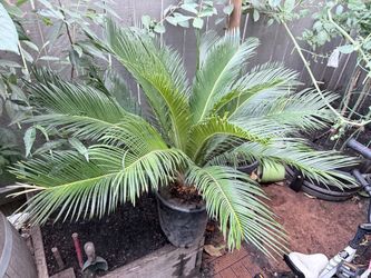 Plant