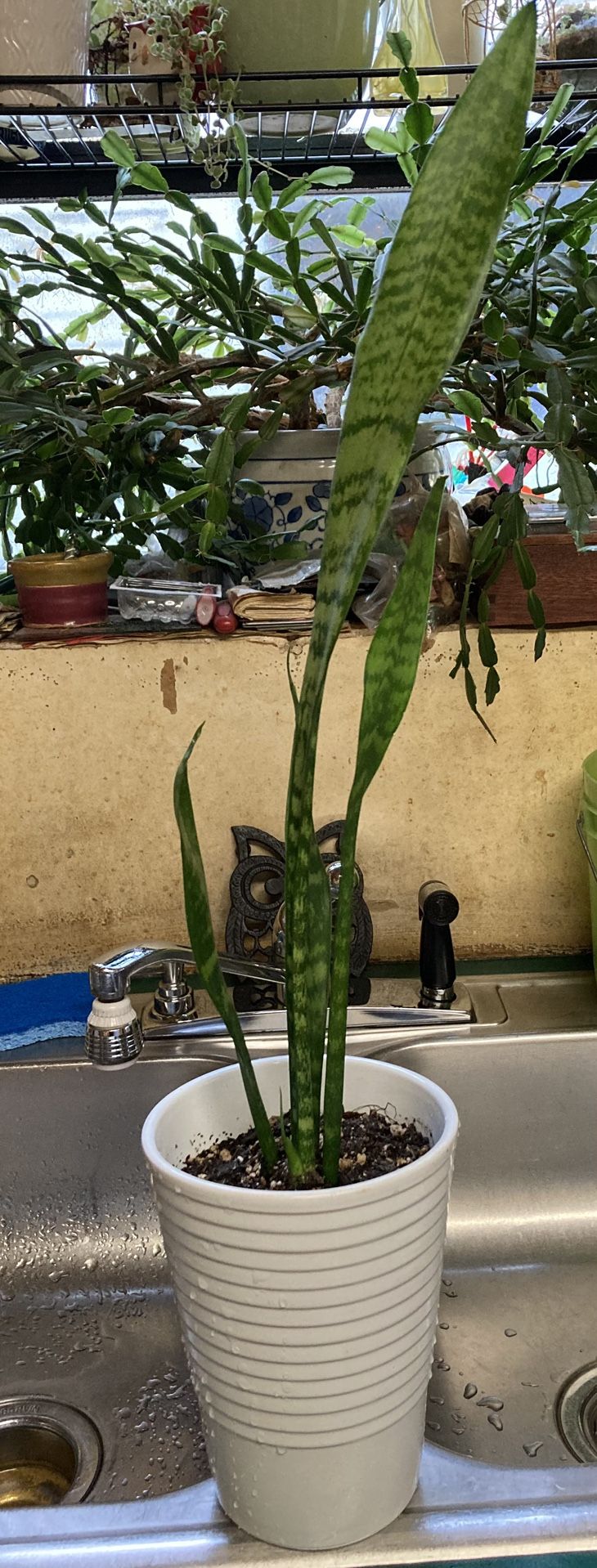 Snake Plant