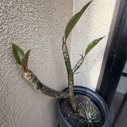 Plumeria Plant  & Succulent 