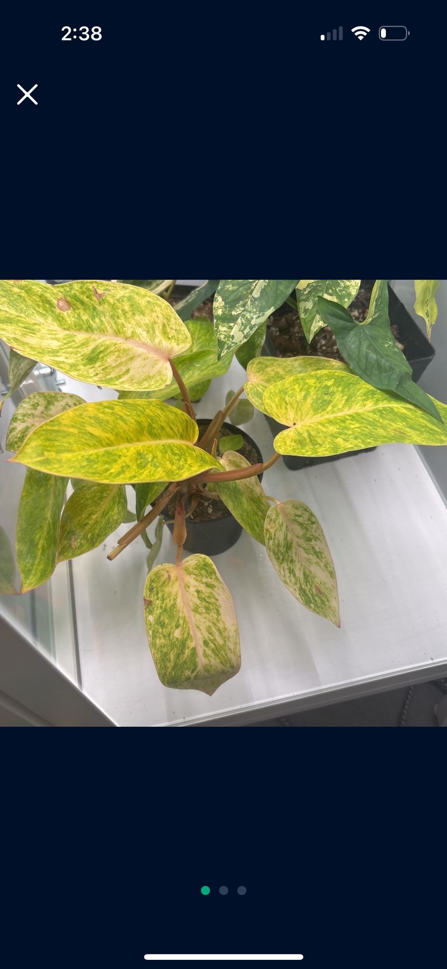 Philodendron Painted Lady - Huge 4” pot