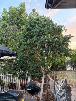Weeping fig ficus tree
