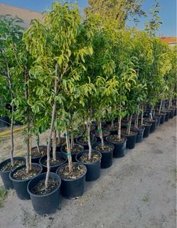 Fruit Trees / Árboles Frutales