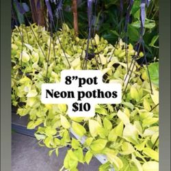 Plants Sale🌿8”pot🌿Neon pothos )