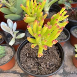 6 Inch Pot Succulent Plant - Jelly Beam Sedum Rubrotictum - rotted starter ready to plant  
