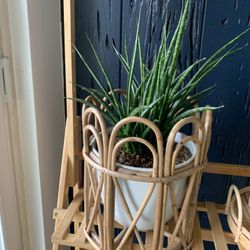 Boho Potted Planter, Sansevieria Fernwood house plants