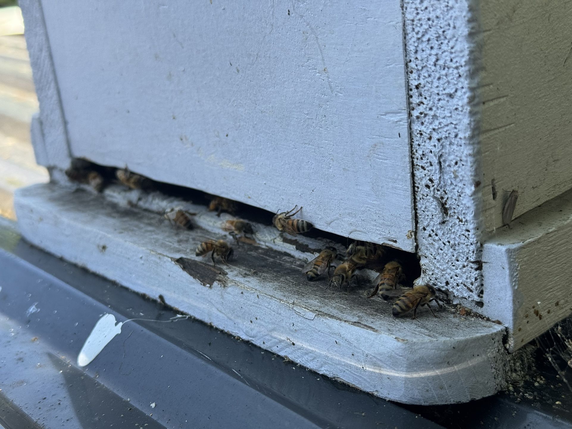 Abejas Live Bees