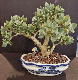 Bonsai
