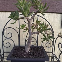 Bonsai Oger Tree Jade