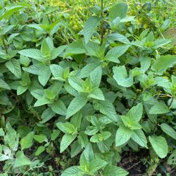 Peppermint Plant