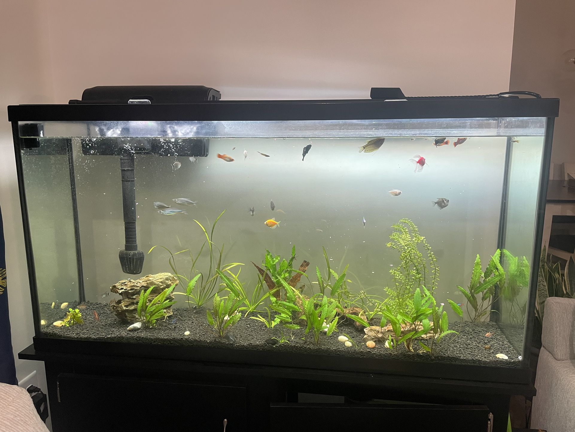 60 Gallon aquarium With Everything You Need