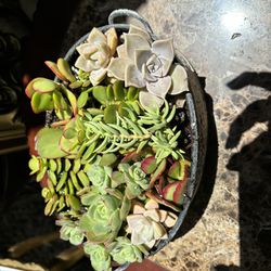 Mother’s Day Succulents 