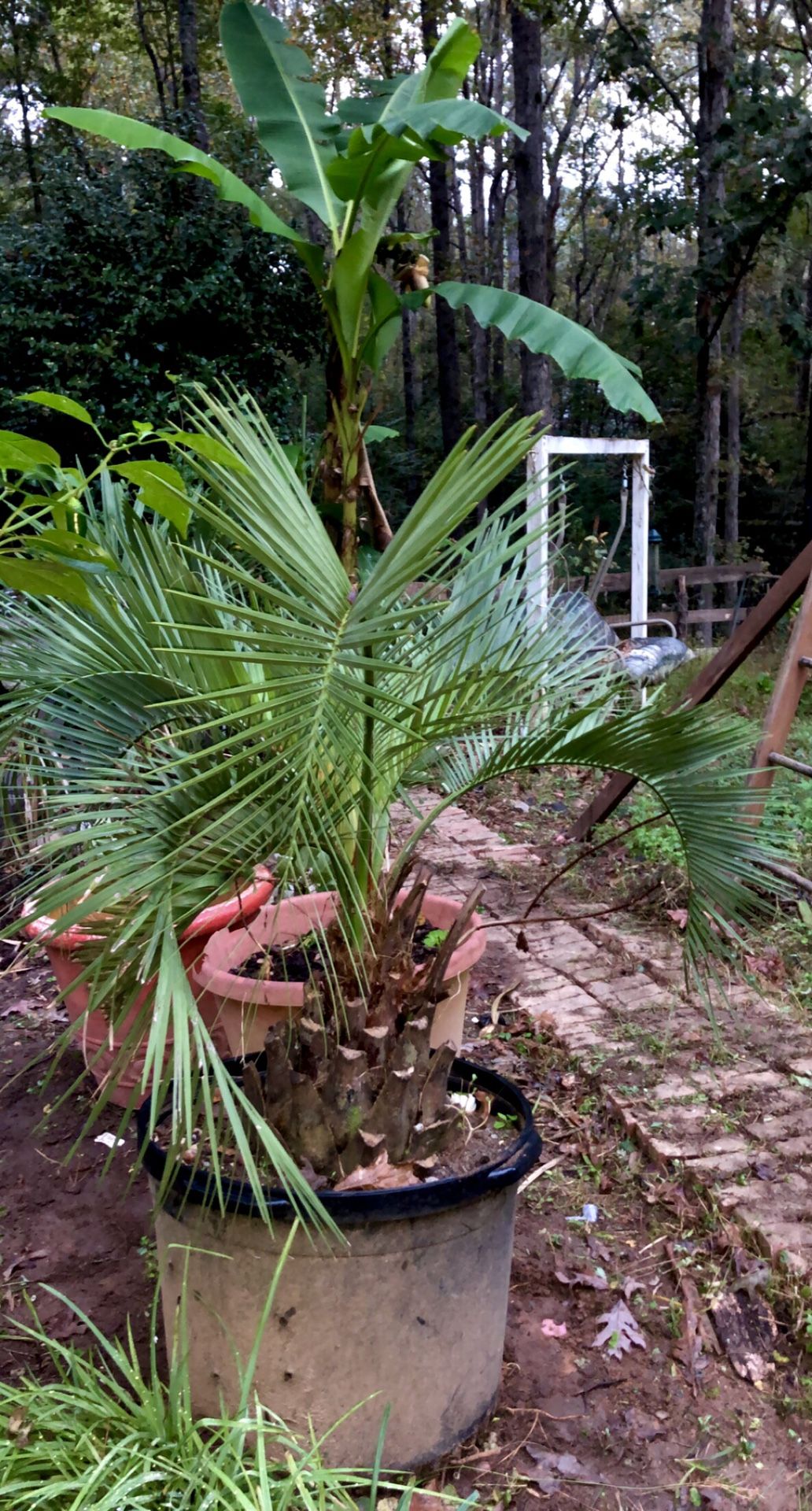 Pindo Palm