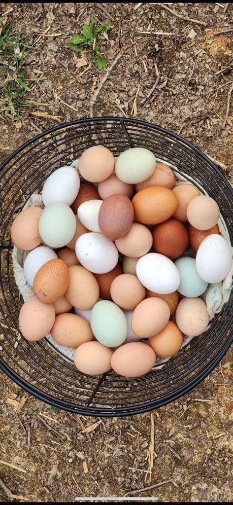 Fertilized Eggs