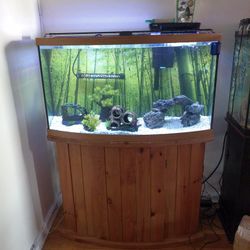 Fish Tank 