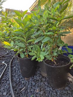 Pink GUAVA tree 5 gallon